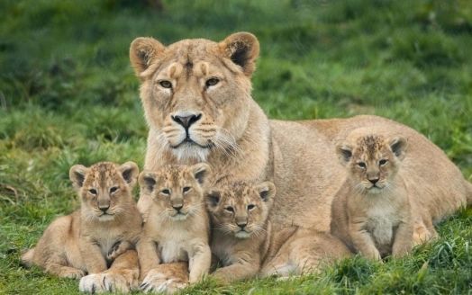 Web_Lioness_and_Cubs1_524_328.jpg