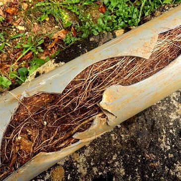 A broken pipe filled with dry roots and debris outdoors.