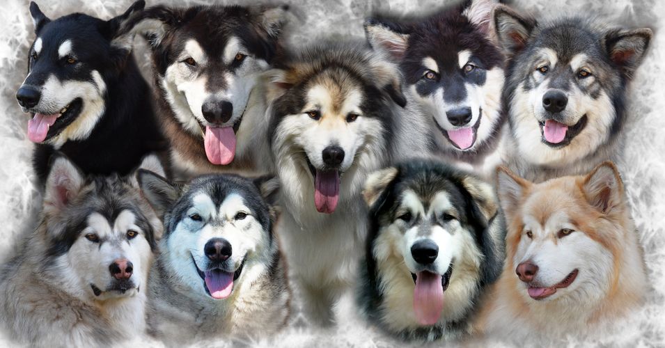 plumery tails malamute ranch malamute tour educational plumery