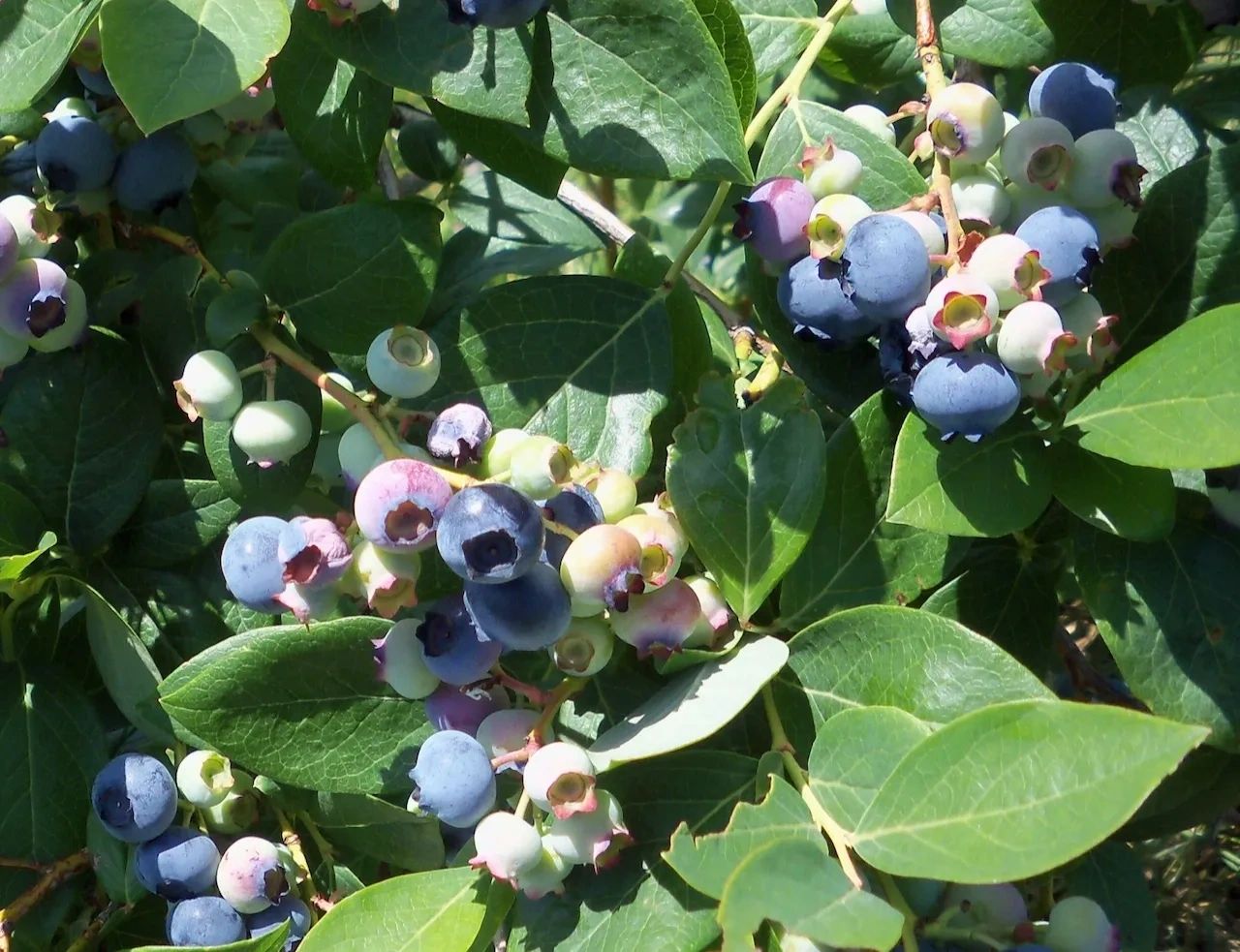 Pick Your Own Blueberries at Berry Best Farm