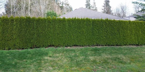 Privacy tree installation seattle. Privacy tree installation lynnwood. Arborvitae tree Arlington. 