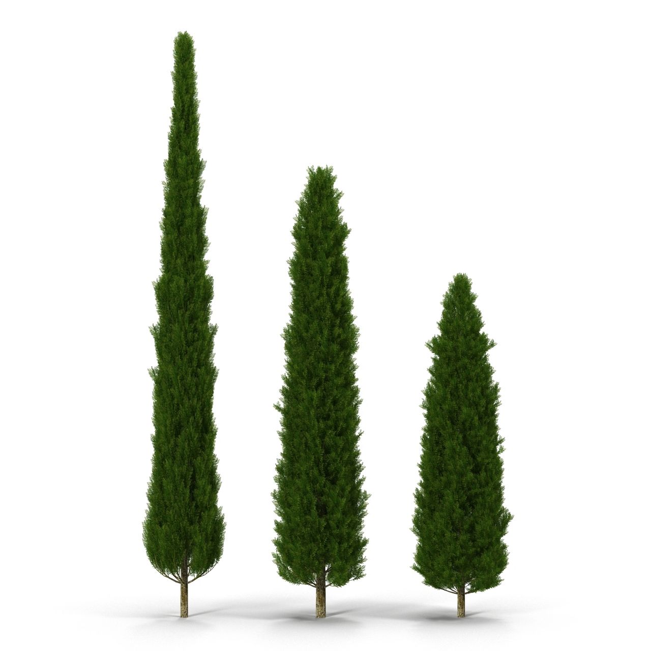 Discover the Perfect Arborvitae Trees for Privacy in Arlington WA