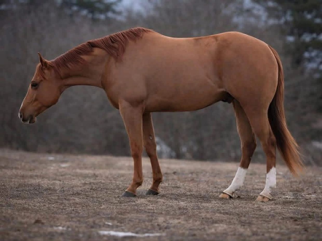 Side view of a brown horse with white socks on its legs.