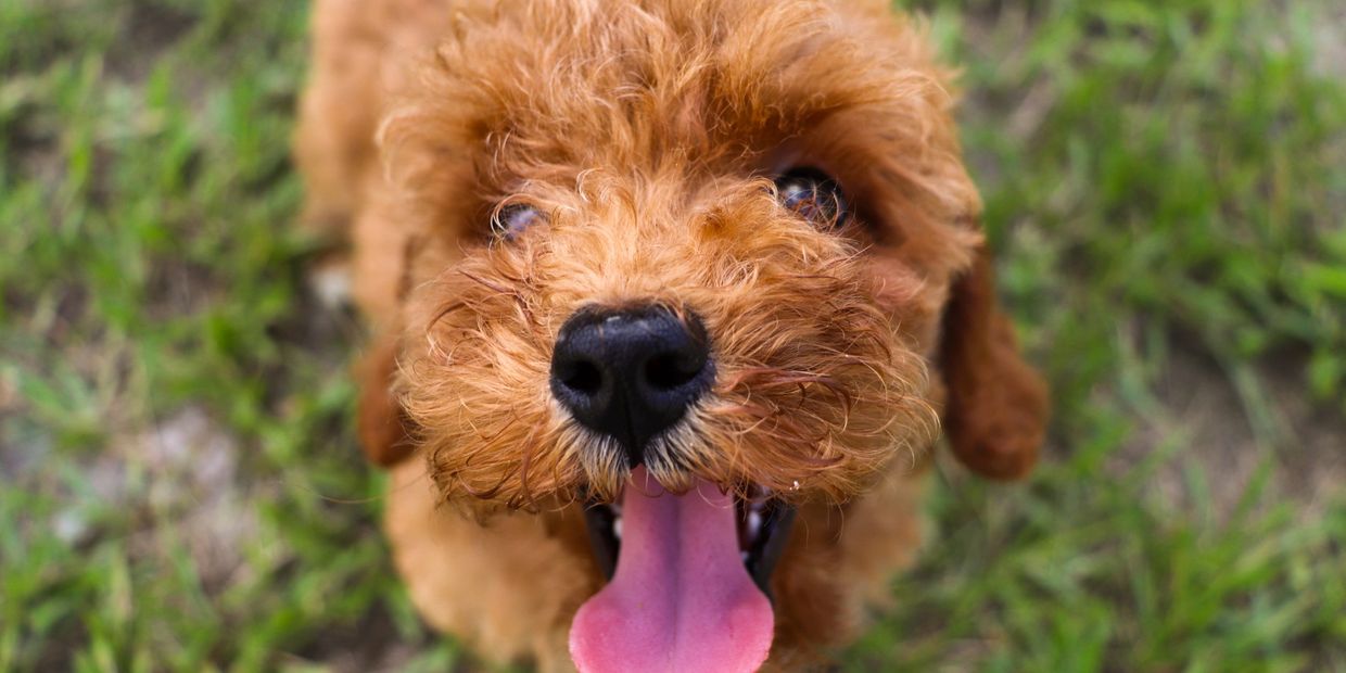 Cavapoo puppy