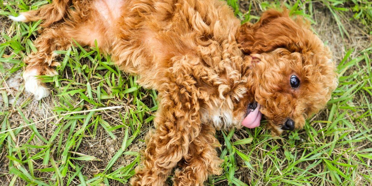 Cavapoo puppy playing