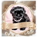 Glorious Shih Tzu