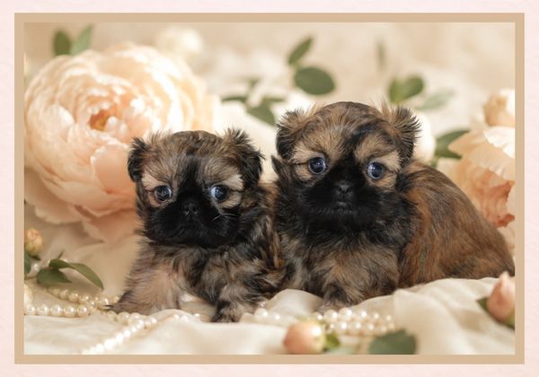 Two small, fluffy puppies sitting among flowers and pearls.