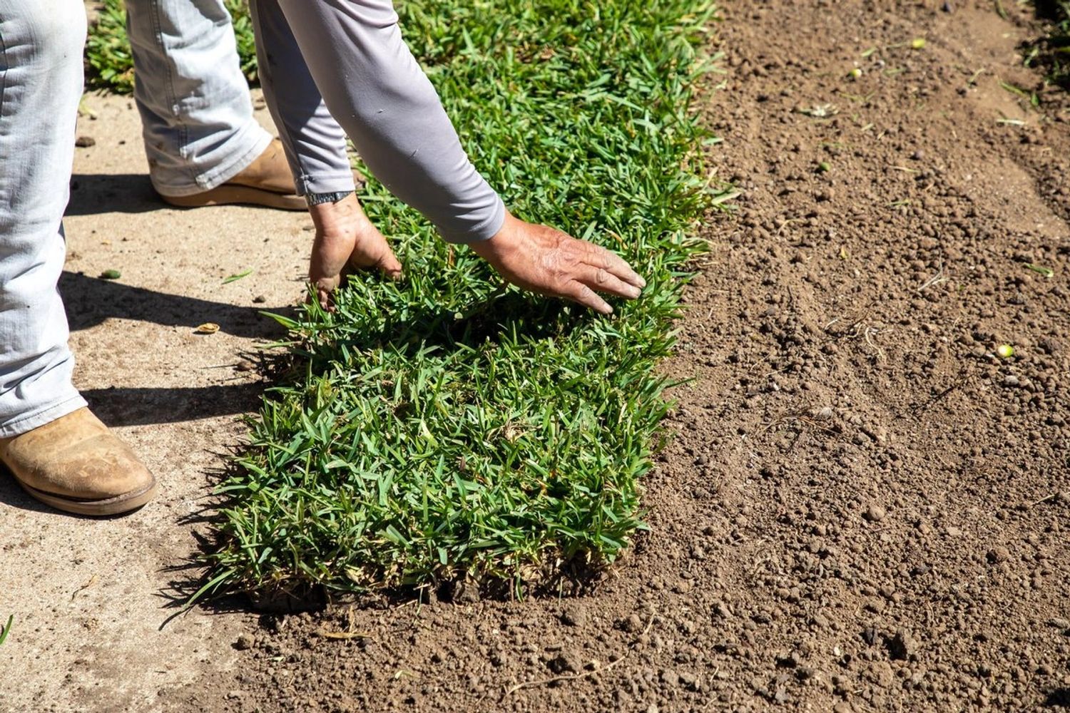 A person installing sod on bare soil for landscaping.
