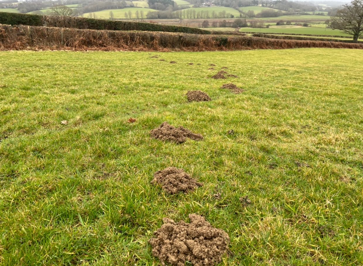 mole hills in farmers field