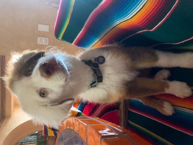 Adorable puppy with a tilted head sitting on a colorful blanket indoors.