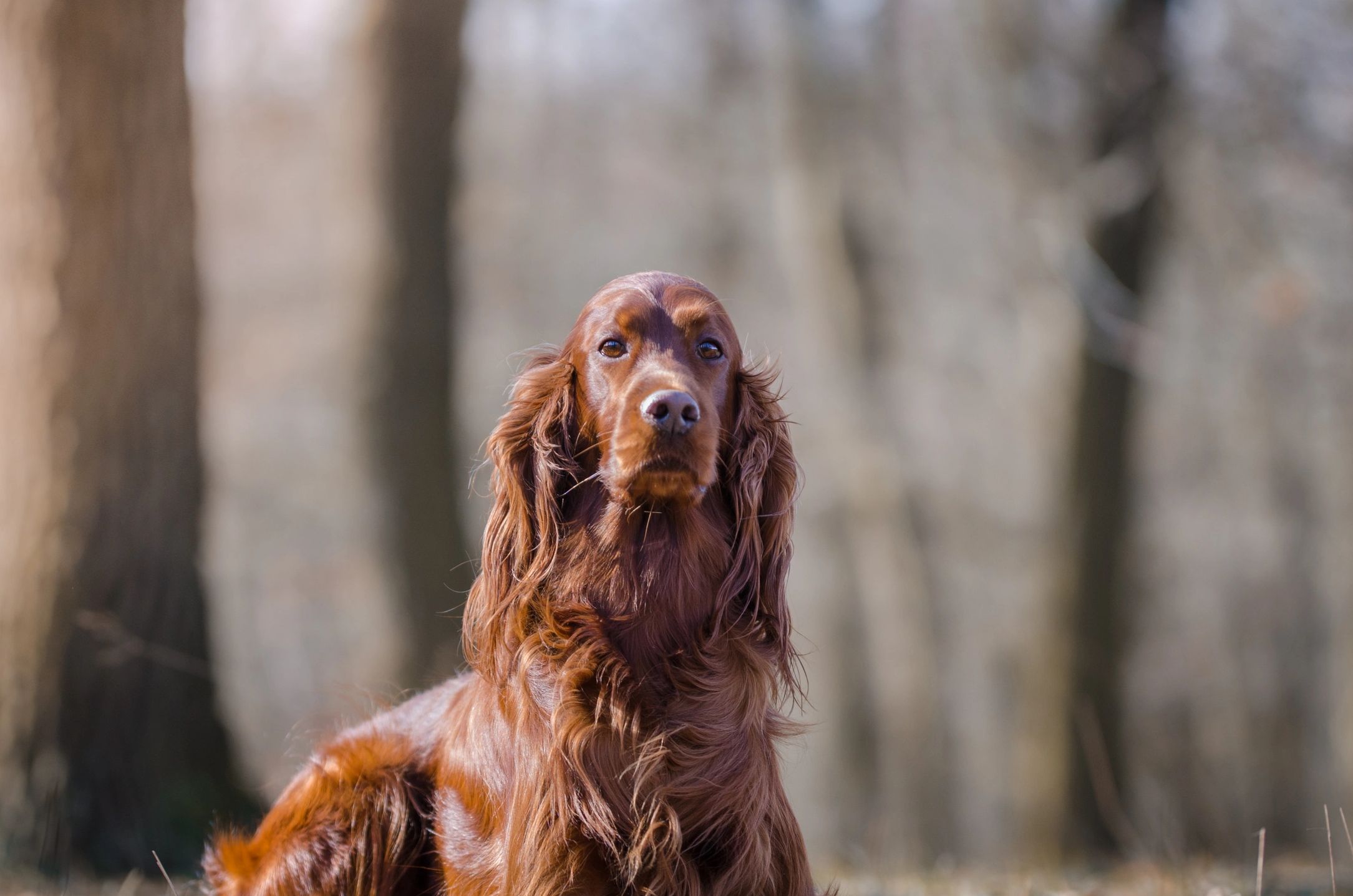 Irish setter hound dog