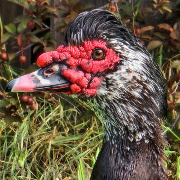 Popcorn is a black Muscovy duck with an incredible rescue story. Read our Blog for the details!