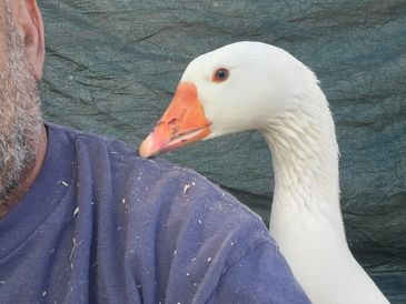 A white goose named Goosifer (like Lucifer, but a goose) looks over Howie's shoulder with love.