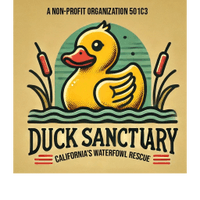 The
Duck Sanctuary