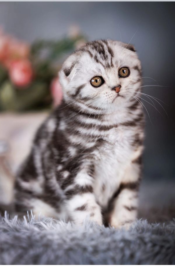 Onyx, Black Silver Tabby