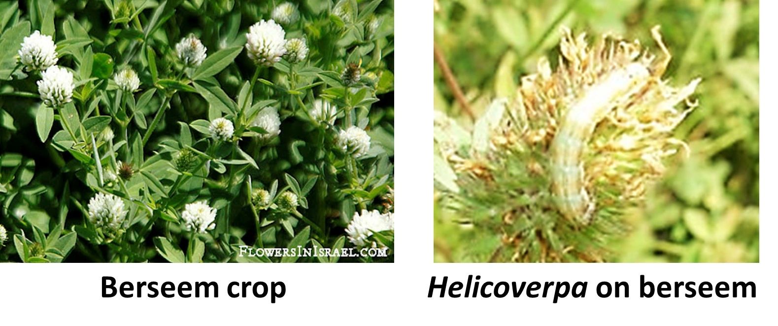 Heavy Attack of Helicoverpa on Berseem in Punjab