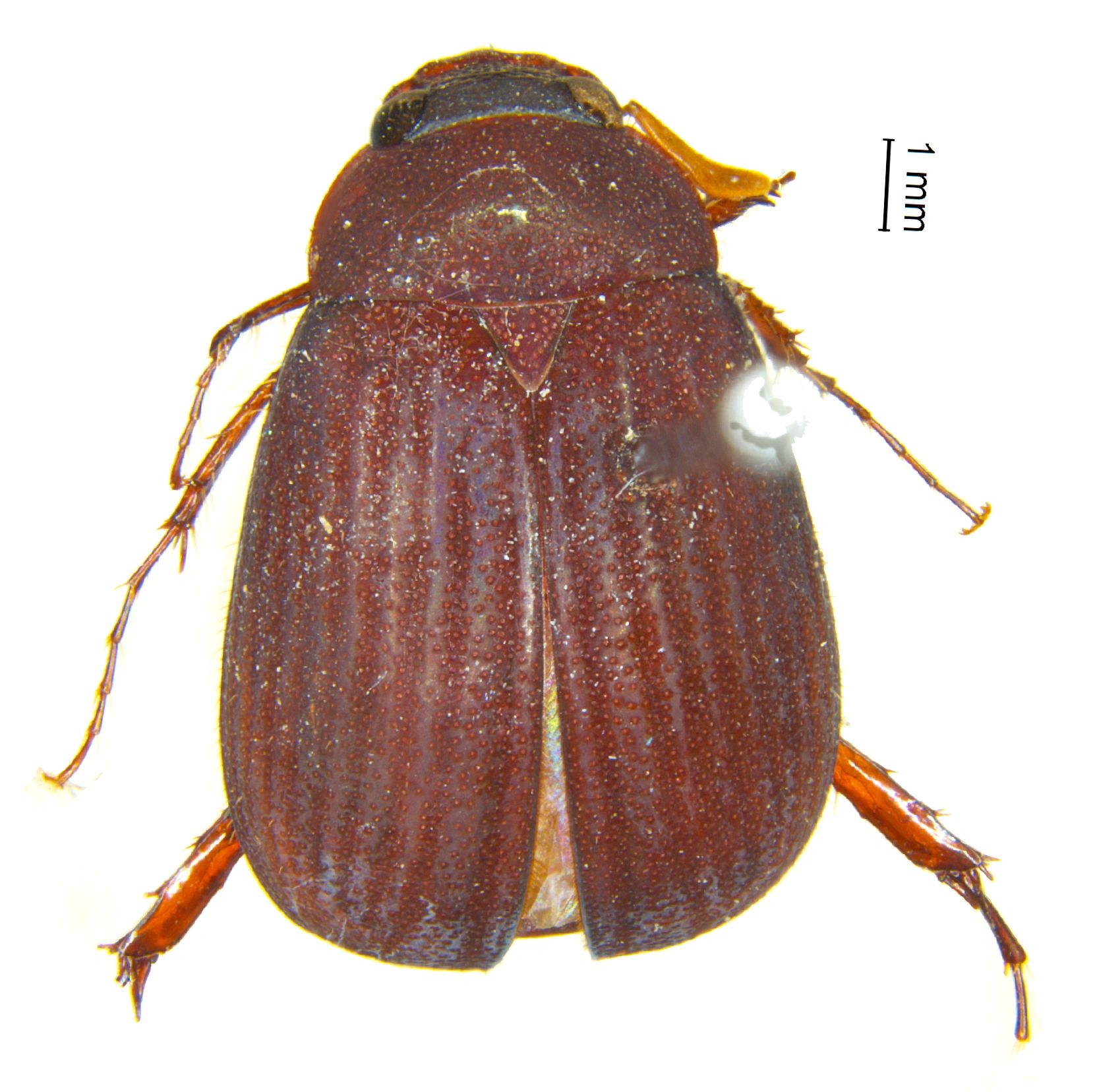 Unveiling Hidden Gems: Six New Scarab Beetles Discovered in India