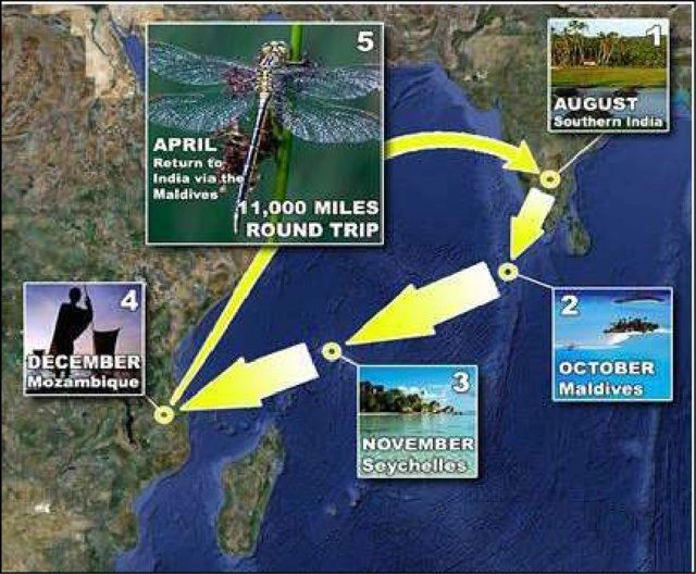 Migration of Globe Skimmer