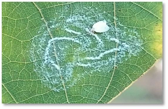 Rugose Spiralling Whitefly Spreading to Ornamental Trees