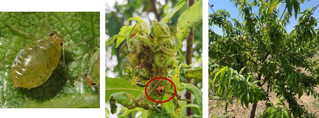 Leaf-curl aphid attack on peach in Punjab