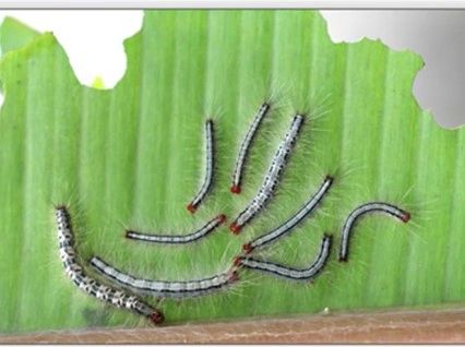 Natural History Entomologists Spot a New Insect on Banana