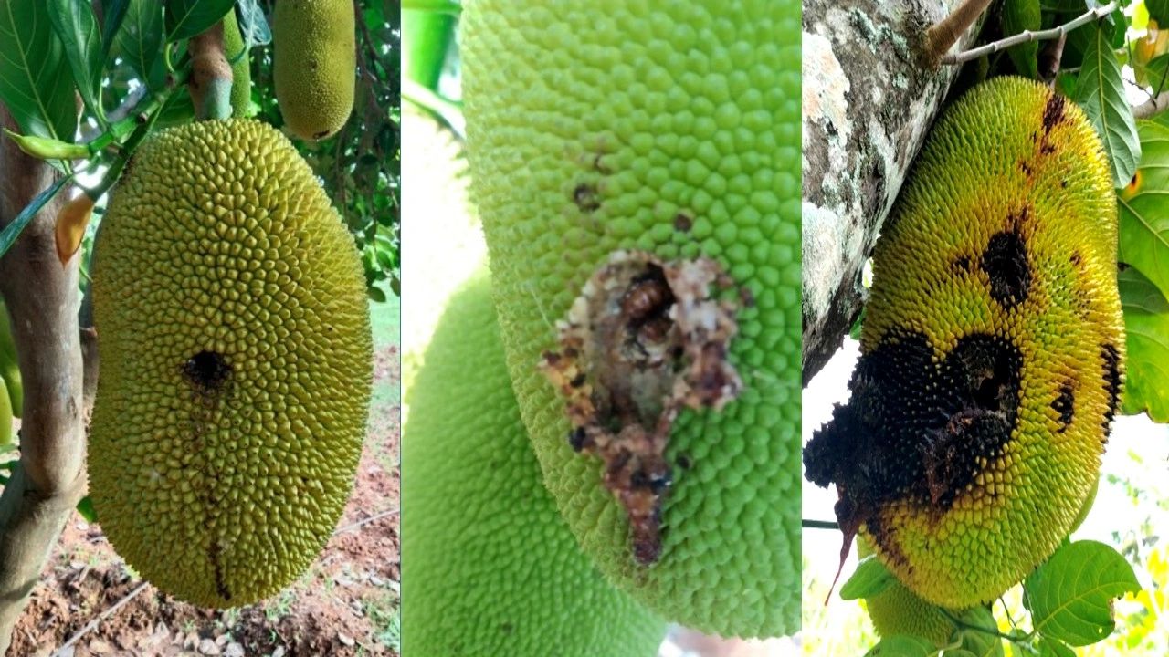 When Exotic Jackfruit Varieties Meet a Native Pest