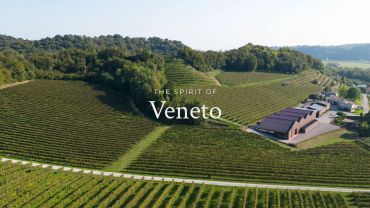 A vineyard landscape in Veneto, Italy.