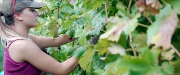 Woman harvesting grapes in vineyard.