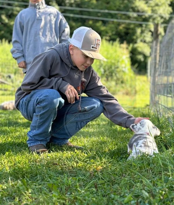 Boy petting a small puppy on grass.