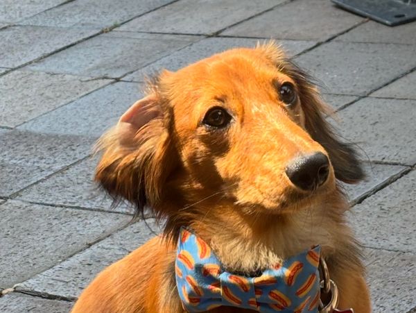 Cute brown dog wearing a blue bow tie with hot dog prints.