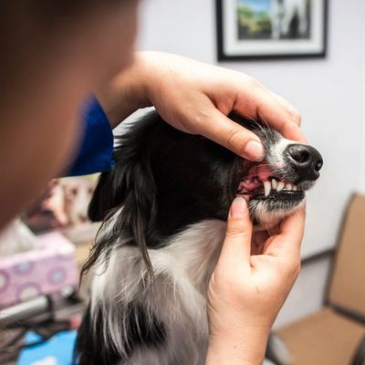A dog undergoing dental cleaning in Honey Brook, PA.