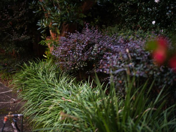 Lush green and purple plants along a shaded garden path.