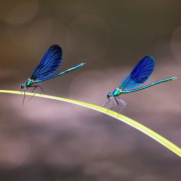 Dragonfly, dragonflies, wonder-twinning