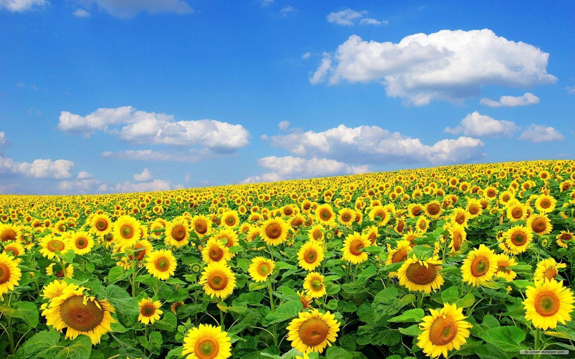 Vast sunflower field under a bright blue sky with fluffy clouds.