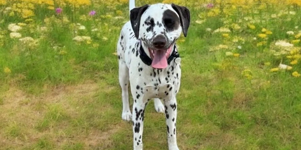 Happy dog 