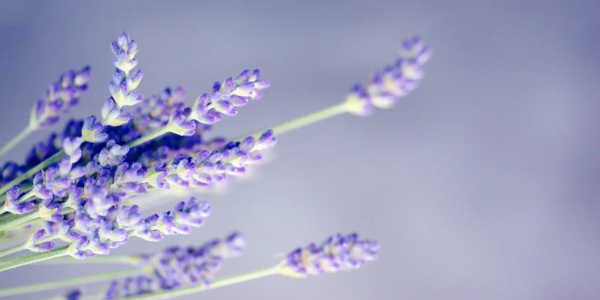 Close-up of lavender flowers with a soft purple background.
