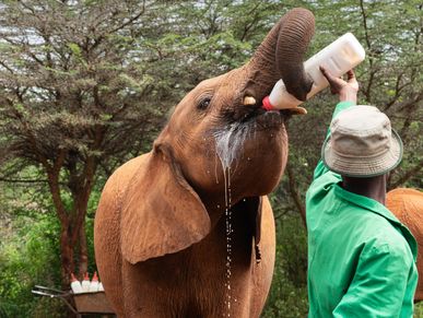 A baby elephant being bottle-fed by a caregiver.