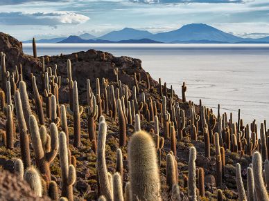 Cacti on a rocky hill with mountains and a salt flat in the background.