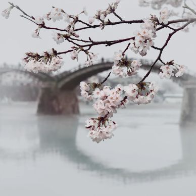 Cherry blossoms with a bridge in the background.