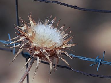 A dry thistle on barbed wire.