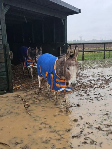 Two donkeys wearing blue raincoats walking out of a shelter into a muddy field.