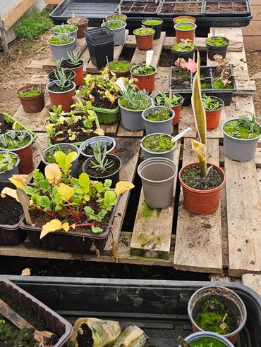 Various potted plants arranged on wooden pallets in a greenhouse.
