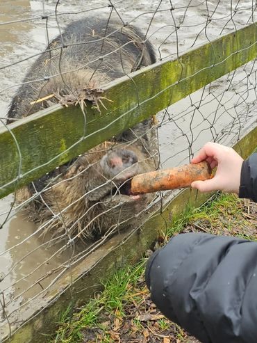A pig is being fed a carrot through a fence.