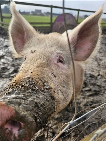 Close-up of a muddy pig in a farm enclosure.