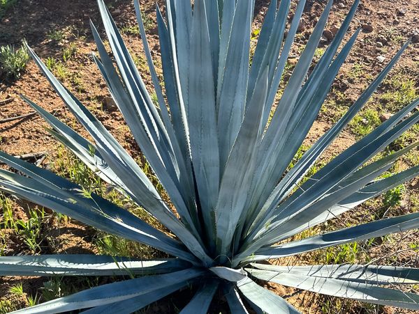 Blue Weber Agave 