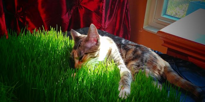 Grass cat clearance bed