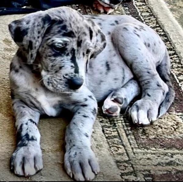 “Pepper” from the Xena & Thunder litter of 2025  male Merle at 6 weeks