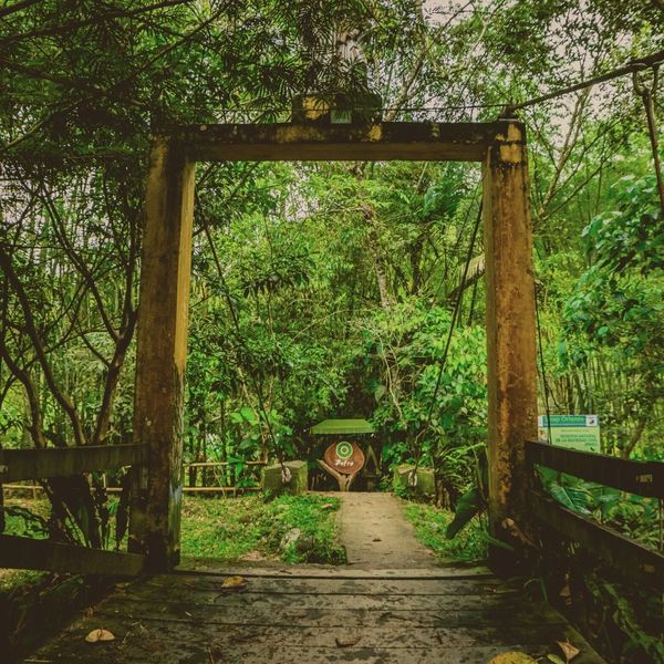 Rustic wooden gate leading to a lush green forest pathway.