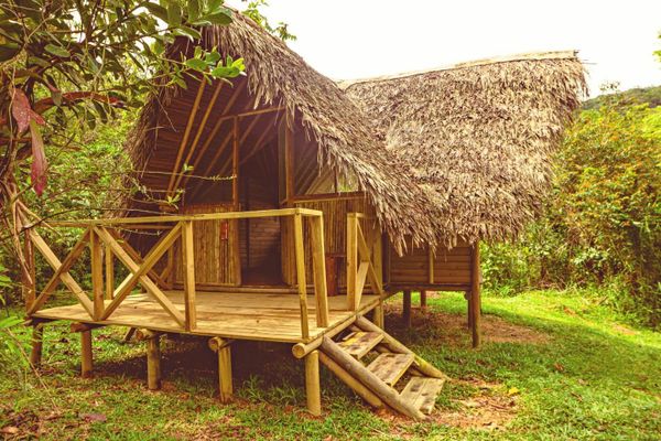 Rustic bamboo cabin with thatched roof in a lush green forest.