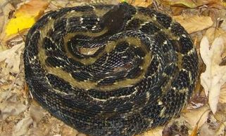 Timber rattlesnake